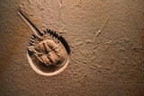 Fototapeta Do pokoju - Horseshoe crab fossil, Ordovician age around 400 million years ago