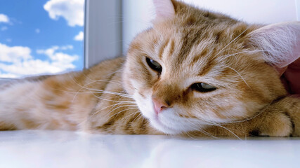 Wall Mural - British ginger cat lying on windowsill and waiting owners. Red Chinchilla cat having rest. Gray sky in window. Copy space