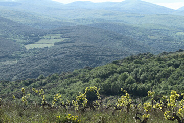 Canvas Print - vignes d'altitude