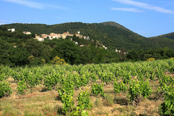 Canvas Print - Vignes