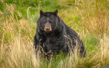 Wall Mural - black bear (ursus americanus) sitting in tall grass in autumn colors