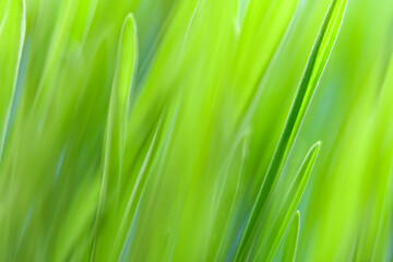 Close-up of fresh grass in soft focus. Green background on the theme of ecology and natural products.