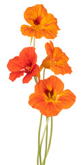 Wall Mural - nasturtium flower isolated
