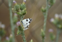 Mariposa Blanquiverdosa (pontia Daplidice) Sobre Cardo Con Fondo Difuminado