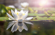 White Water Lily In Pond Under Sunlight. Blossom Time Of Lotus Flower