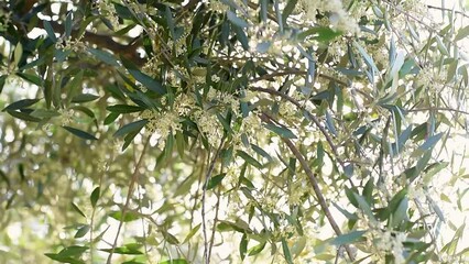 Close-up blooming olive tree branches swaying in slow motion with beautiful bokeh background. Sunlight shining through the foliage with the rays. Olive garden in beautiful sunset light at spring