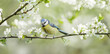 Little bird sitting on branch of blossom tree. The blue tit
