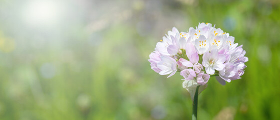 Wall Mural - close up of a white flower under sun light