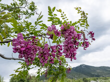 The Beauties And Hearty Colors Of The Purple Acacia Tree In Nature