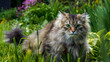 Kot spacerujący w ogrodzie