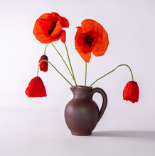 Red Poppy Flowers In A Clay Vase, A Few Wilted Flowers, White Background