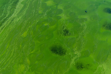 Wall Mural - Blue-green abstract background close-up. Water pollution by blooming algae Cyanobacteria is environmental problem. Water bodies, rivers and lakes with harmful algal blooms. Ecology. Polluted nature.