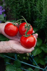 Wall Mural - three tomatoes in elderly woman's hands