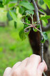 Control of aphids on plants. A man's hand holds a branch of an apple tree with leaves affected by a colony of insect pests