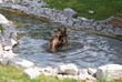 two brown bears are swimming, playing in a pond surrounded by stones. Greenery around. Zoo, happy bears, nature conservation, education, fun.