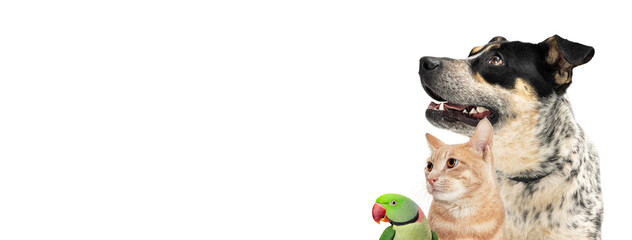 Wall Mural - Pet Dog Cat and Bird Together Web Banner