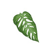 Monstera liść, liść tropikalny  ilustracja