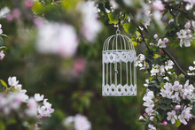 A Beautiful, White, Decorative Metal Bird Cage Hanging In A Sunny Summer Garden On A Blooming Apple Tree. A Postcard For Design.