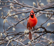 Close Up Of Bright Red Cardinal Bird Singing On Tree Branch In Spring.