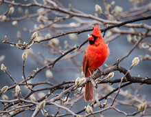 Close Up Of Bright Red Cardinal Bird Sitting On Tree Branch In Spring.