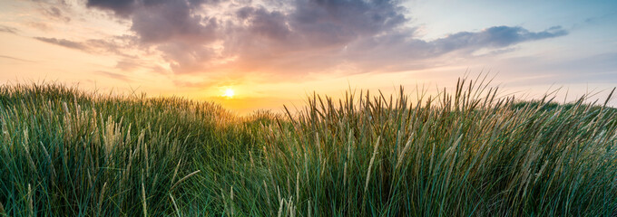 Wall Mural - Wheat field panorama at sunset