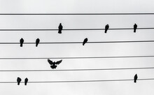 Birds On A The Wires