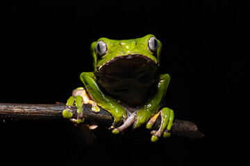 The Kambo frog secretes a highly toxic substance to defend itself against predators. In the Amazon, various indigenous tribes use the poison of this frog as part of their customs.