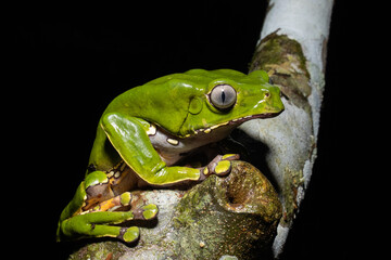 the kambo frog secretes a highly toxic substance to defend itself against predators. in the amazon, 