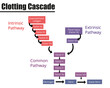 The Clotting Cascade Labeled Diagram. Vector illustration.