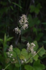 Orchard grass ( Cock's-foot grass ) flowers. Poaceae perennial plants. The flowering season is from May to July, which is the cause of pollinosis.