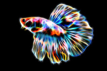 Abstract Fractal Background Of Betta Fish