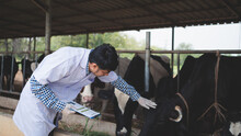 Veterinarian Checking On His Livestock And Quality Of Milk In The Dairy Farm .Agriculture Industry, Farming And Animal Husbandry Concept ,Cow On Dairy Farm Eating Hay,Cowshed.