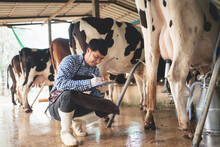 Male Farmer Checking On His Livestock And Quality Of Milk In The Dairy Farm .Agriculture Industry, Farming And Animal Husbandry Concept ,Cow On Dairy Farm Eating Hay,Cowshed.