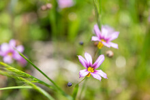 Annual Blue-eyed Grass Flowers In The Field, Close-up 2