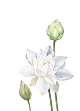 Lotus Flowers And Leaves Hand Drawn Watercolor On White