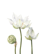 Lotus Flowers And Leaves Hand Drawn Watercolor On White