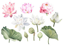Set Of Lotus Flowers F Watercolor On White Background