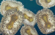 canvas print picture Monkeypox virus closeup, contagious pathogen