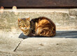 Content tabby domestic cat, Felis catus, dozing sleepily on a mat in front of a wall in the midday sun