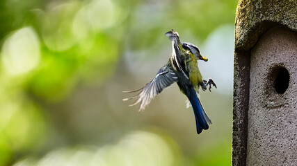 Blue tit, Cyanistes caeruleus, with a spider in its beak, landing on the nest box to feed the young birds