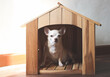 brown  short hair  Chihuahua dog sitting in  wooden dog house, looking at camera.