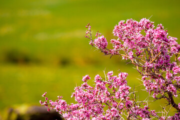 Beautiful spring flowers in mountain nature. Unusual flowering bushes. Flowering bushes and trees against the backdrop of green meadows.