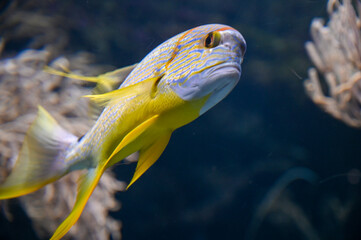 Sticker - Orange-lined triggerfish (Balistapus undulatus) swimming in Aquarium Fish Tank