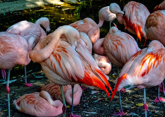 Wall Mural - Greater flamingo (Phoenicopterus roseus) is the most widespread and largest species of the flamingo family - Spain