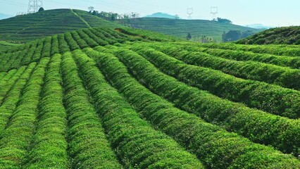 Wall Mural - Aerial footage of green tea plantation landscape in Hangzhou, China. Beautiful tea garden natural scenery in spring.
