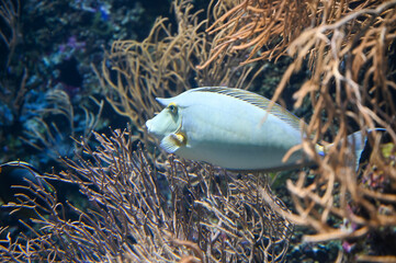 Poster - Orange spine unicornfish also known as Naso lituratus, barcheek unicornfish, naso tang, and orange-spine unicorn fish swimming in aquarium fish tank