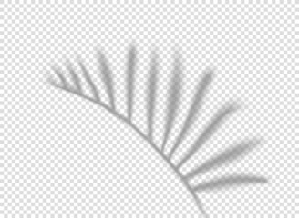 Aufkleber - Palm leaf shadow isolated on transparent background. vector tempalte for design