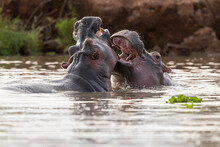 A Group Of  Hippopotamus (Hippopotamus Amphibius) Relaxing In The Water