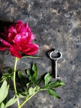 Beautiful Red Peony With Old Key On Black Concrete Background. Flatlay With Summer Flower. Key From Heart Concept.