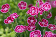 Englische Gartennelke (Dianthus Hybride Jane Austen)